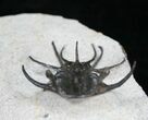 Alien Looking Ceratarges Trilobite #5561-5